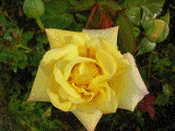 Tanti fiori