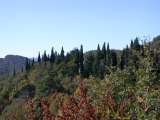 Boschi e colline